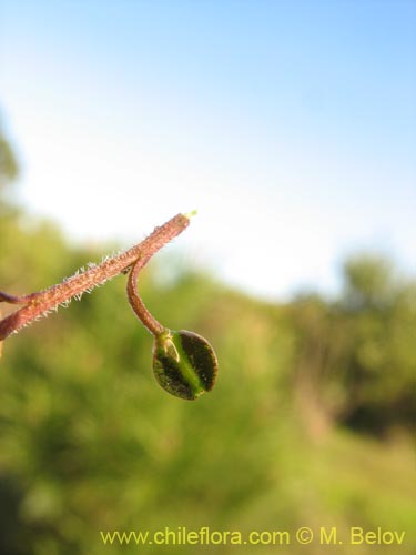 Image of Unidentified Plant sp. #3079 (). Click to enlarge parts of image.