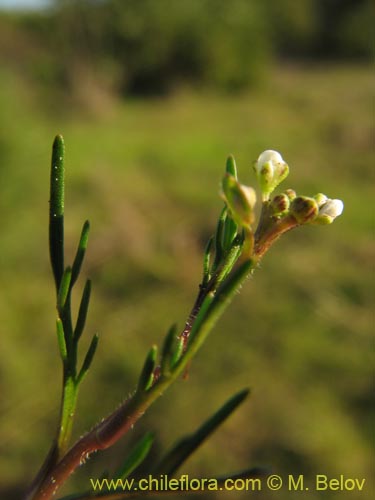Image of Unidentified Plant sp. #3079 (). Click to enlarge parts of image.