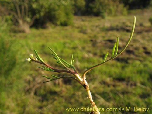 식물종은 불명 sp. #3079의 사진