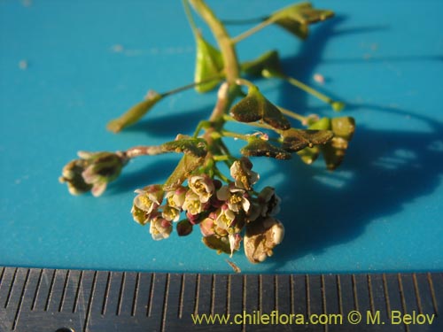 Brassicaceae sp. #3080의 사진