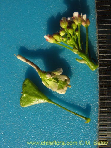 Brassicaceae sp. #3080의 사진