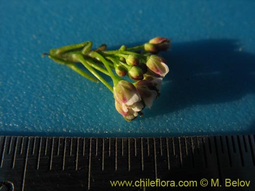 Brassicaceae sp. #3080의 사진