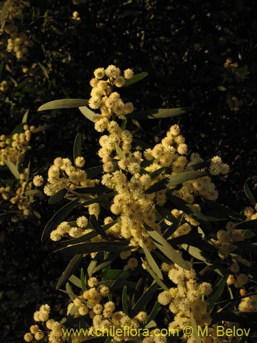 Image of Acacia melanoxylon (Aromo australiano / Acacia negra). Click to enlarge parts of image.