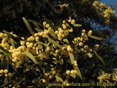 Image of Acacia melanoxylon (Aromo australiano / Acacia negra). Click to enlarge parts of image.