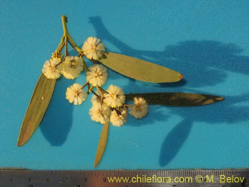 Image of Acacia melanoxylon (Aromo australiano / Acacia negra). Click to enlarge parts of image.