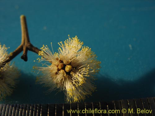 Image of Acacia melanoxylon (Aromo australiano / Acacia negra). Click to enlarge parts of image.