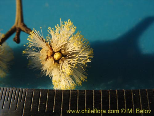 Image of Acacia melanoxylon (Aromo australiano / Acacia negra). Click to enlarge parts of image.