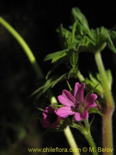 Geranium sp. #1483의 사진
