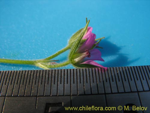 Geranium sp. #1483의 사진