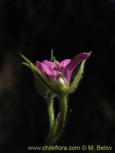 Geranium sp. #1483의 사진