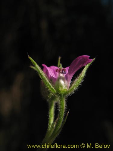 Geranium sp. #1483의 사진