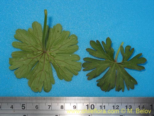 Geranium sp. #1483의 사진