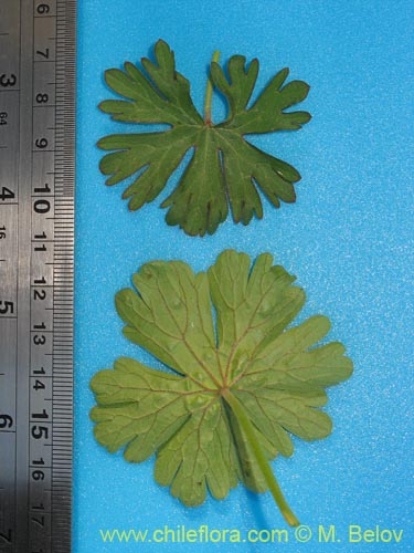 Geranium sp. #1483의 사진
