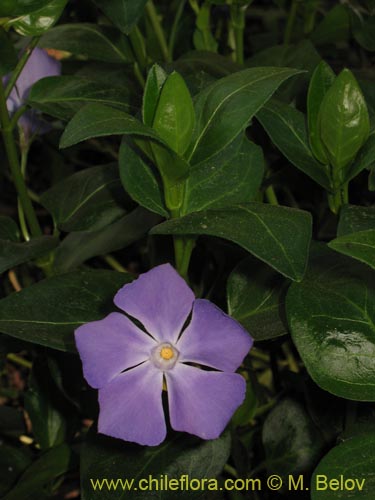 Image of Vinca mayor (previnca / herba donzella). Click to enlarge parts of image.