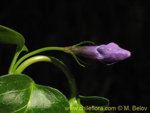 Image of Vinca mayor (previnca / herba donzella). Click to enlarge parts of image.