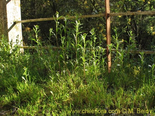 Bild von Asteraceae sp. #1842 (). Klicken Sie, um den Ausschnitt zu vergrössern.