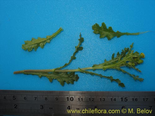 Bild von Asteraceae sp. #1842 (). Klicken Sie, um den Ausschnitt zu vergrössern.