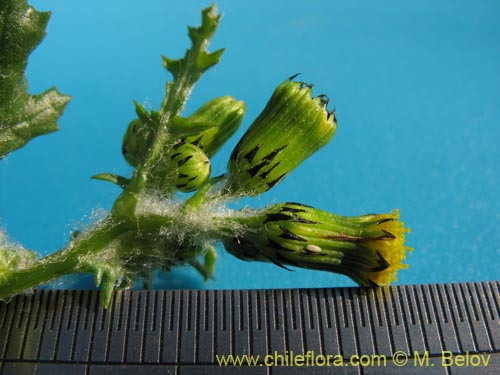 Bild von Asteraceae sp. #1842 (). Klicken Sie, um den Ausschnitt zu vergrössern.