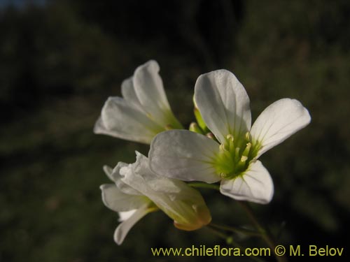 Bild von Brassicaceae sp. #3039 (). Klicken Sie, um den Ausschnitt zu vergrössern.