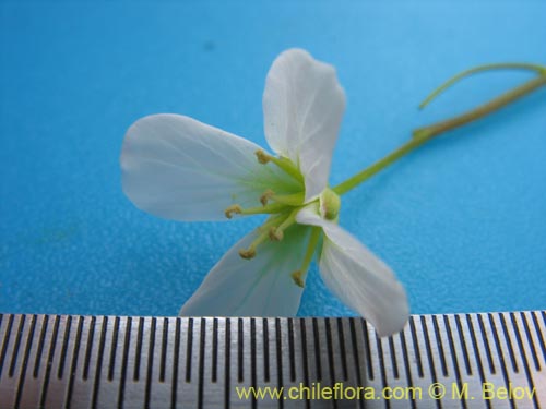 Bild von Brassicaceae sp. #3039 (). Klicken Sie, um den Ausschnitt zu vergrössern.