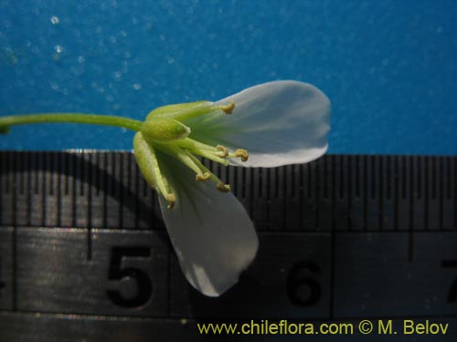 Bild von Brassicaceae sp. #3039 (). Klicken Sie, um den Ausschnitt zu vergrössern.