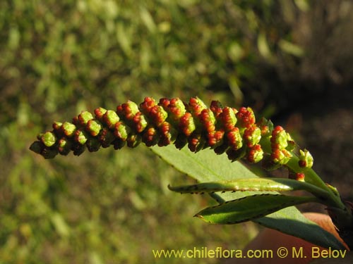 Image of Colliguaja salicifolia (Colliguay / Colihuai). Click to enlarge parts of image.