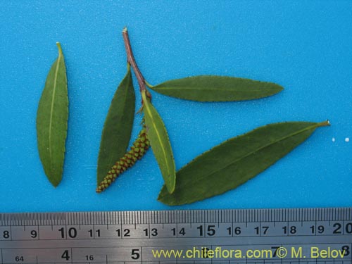 Image of Colliguaja salicifolia (Colliguay / Colihuai). Click to enlarge parts of image.