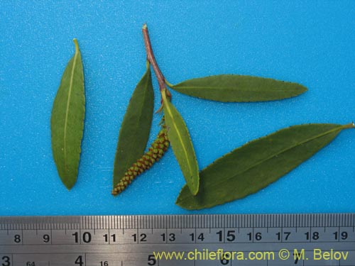 Image of Colliguaja salicifolia (Colliguay / Colihuai). Click to enlarge parts of image.