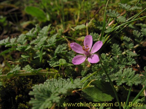 Erodium ciculatrium의 사진