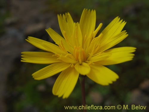 Bild von Asteraceae sp. #2436 (). Klicken Sie, um den Ausschnitt zu vergrössern.