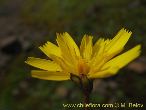 Bild von Asteraceae sp. #2436 (). Klicken Sie, um den Ausschnitt zu vergrössern.