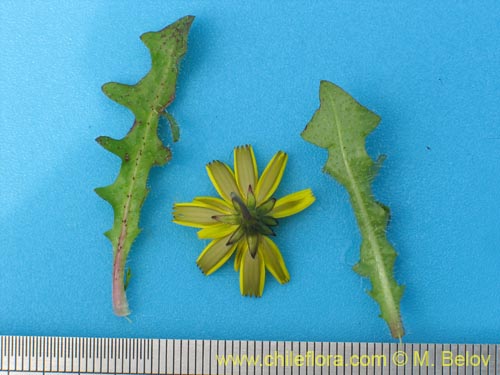 Bild von Asteraceae sp. #2436 (). Klicken Sie, um den Ausschnitt zu vergrössern.