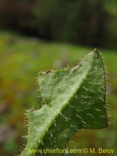 Bild von Asteraceae sp. #2436 (). Klicken Sie, um den Ausschnitt zu vergrössern.