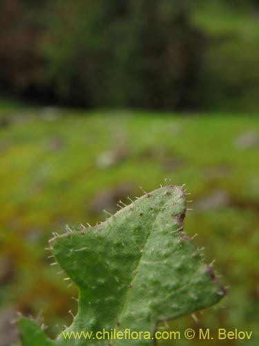 Bild von Asteraceae sp. #2436 (). Klicken Sie, um den Ausschnitt zu vergrössern.