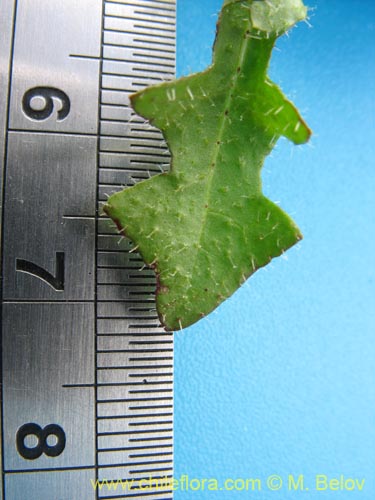 Bild von Asteraceae sp. #2436 (). Klicken Sie, um den Ausschnitt zu vergrössern.