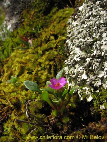 Image of Calandrinia compressa (Vinagrillo / Lengua de serpriente). Click to enlarge parts of image.