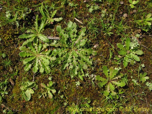 Bild von Asteraceae sp. #2436 (). Klicken Sie, um den Ausschnitt zu vergrössern.
