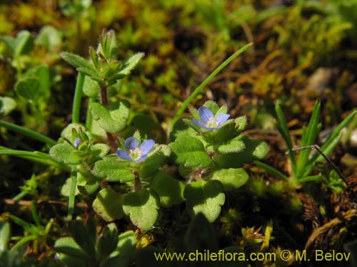 Фотография Veronica sp. #1485 (). Щелкните, чтобы увеличить вырез.