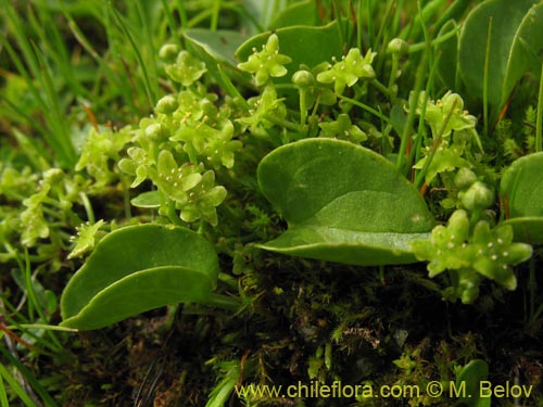 Image of Dioscorea sp. #1484 (). Click to enlarge parts of image.