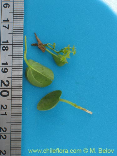 Image of Dioscorea sp. #1484 (). Click to enlarge parts of image.