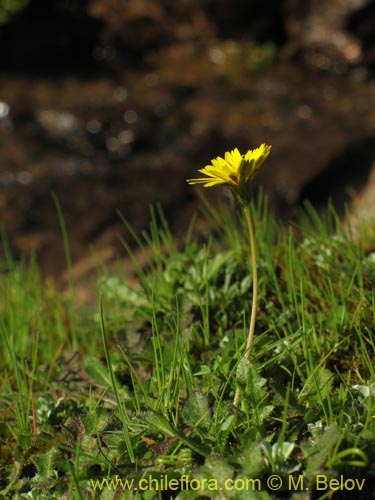 Bild von Asteraceae sp. #2436 (). Klicken Sie, um den Ausschnitt zu vergrössern.