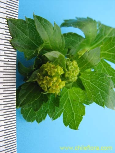 Bild von Sanicula crassicaulis (). Klicken Sie, um den Ausschnitt zu vergrössern.