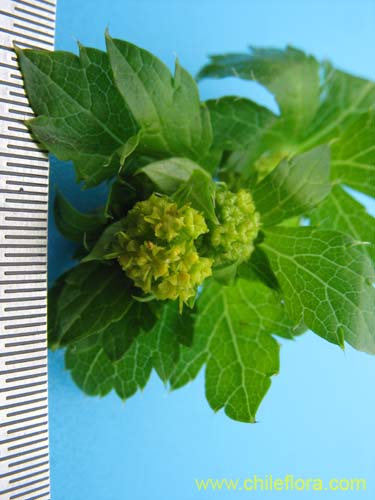 Bild von Sanicula crassicaulis (). Klicken Sie, um den Ausschnitt zu vergrössern.