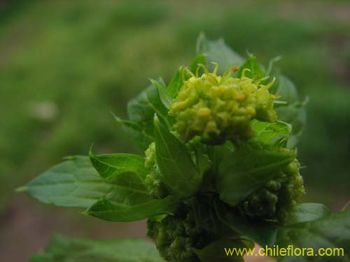 Bild von Sanicula crassicaulis (). Klicken Sie, um den Ausschnitt zu vergrössern.