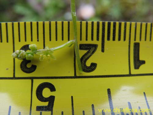 Image of Dioscorea humifusa (huanqui). Click to enlarge parts of image.