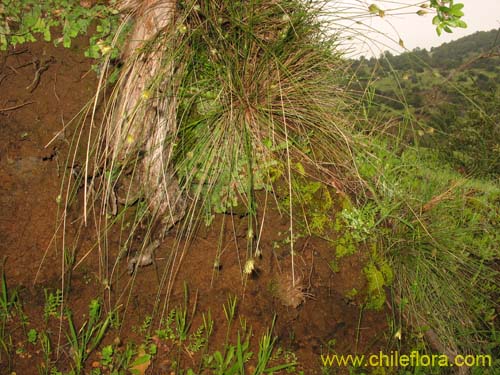 Bild von Carex sp. #K7377 (). Klicken Sie, um den Ausschnitt zu vergrössern.