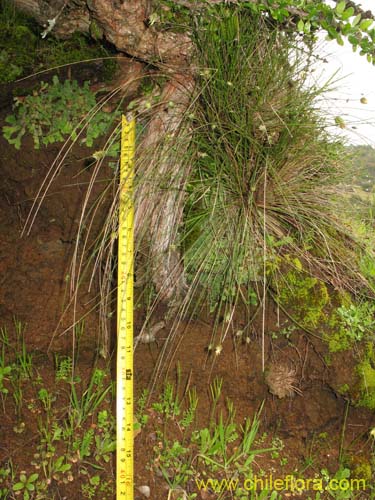 Bild von Carex sp. #K7377 (). Klicken Sie, um den Ausschnitt zu vergrössern.