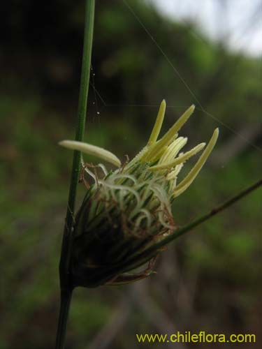 Bild von Carex sp. #K7377 (). Klicken Sie, um den Ausschnitt zu vergrössern.