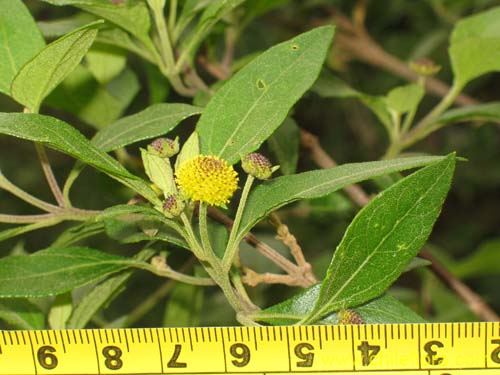 Image of Podanthus ovatifolius (Mitique / Palo negro). Click to enlarge parts of image.