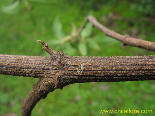 Image of Podanthus ovatifolius (Mitique / Palo negro). Click to enlarge parts of image.